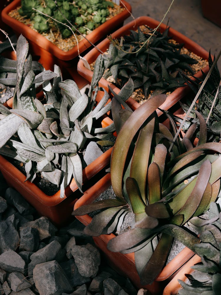 Photo Of Neglected Succulents In Pots