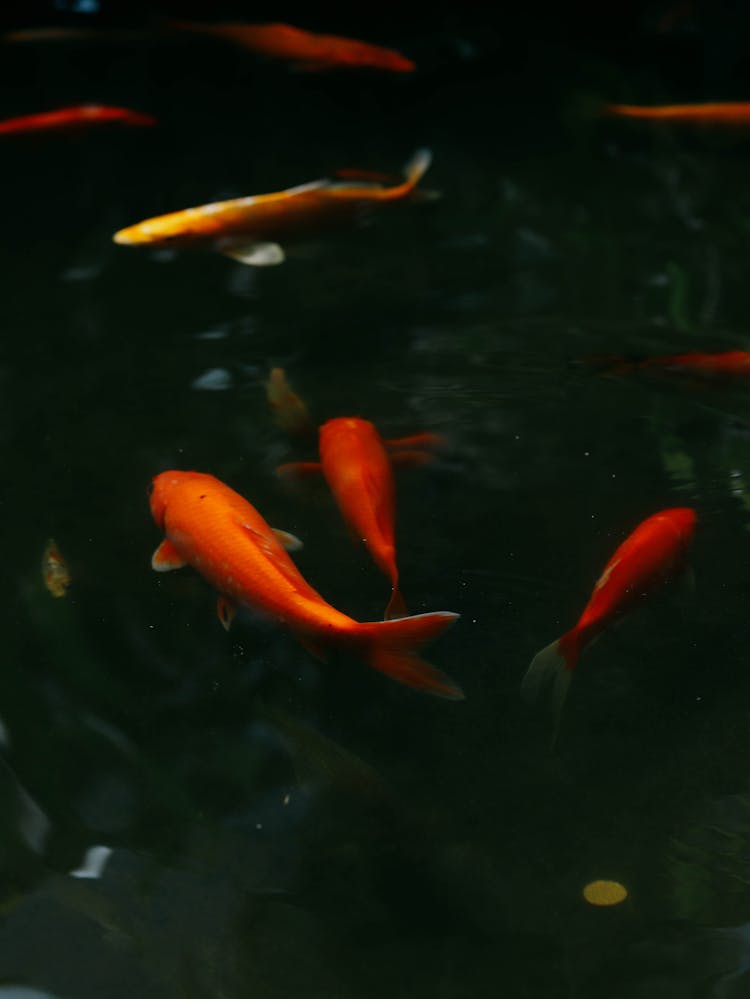 Goldfishes Swimming In Water