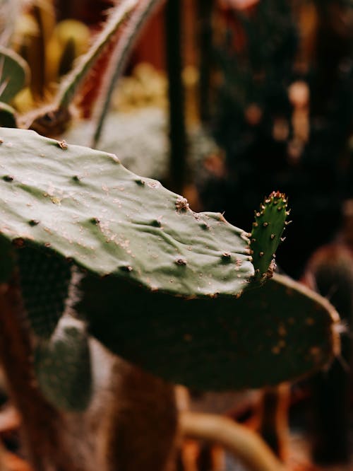 Free Close Up Photo of Cactus Stock Photo
