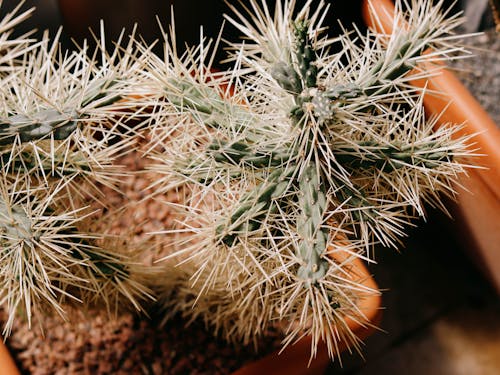 Close-Up Photo of Prickly Cactus