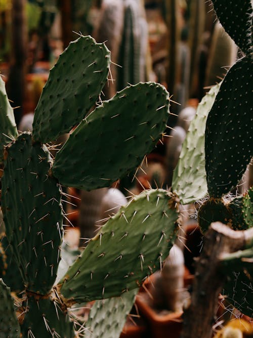 Close Up Photo of Cactus