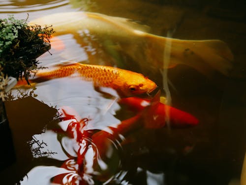 Orange and Red Koi Fish in Water