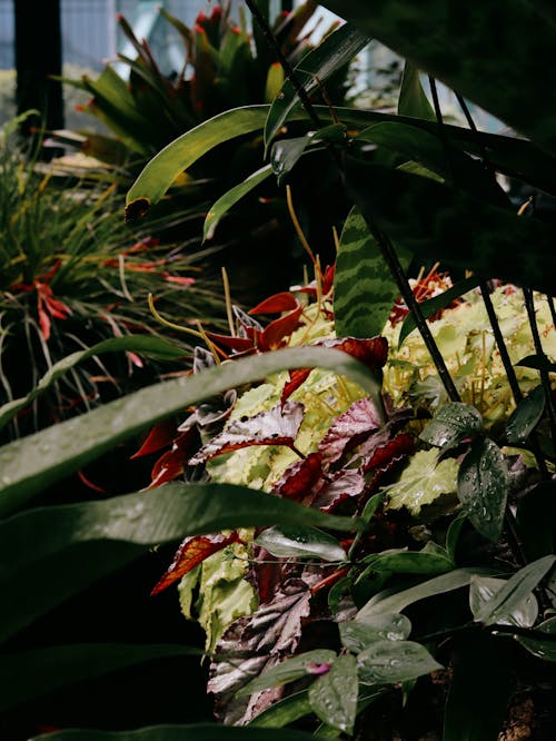 Безкоштовне стокове фото на тему «ботанічний сад, вертикальні постріл, заводи»