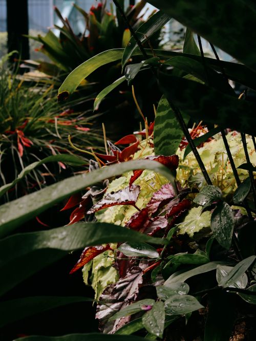 Free An immersive view of tropical foliage in a lush botanical garden setting. Stock Photo