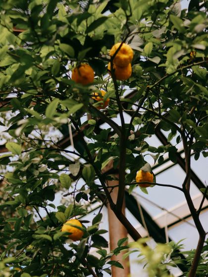 Sunlight falling through a glasshouse full of plants, photo by Valeria Nikitina on Pexels
