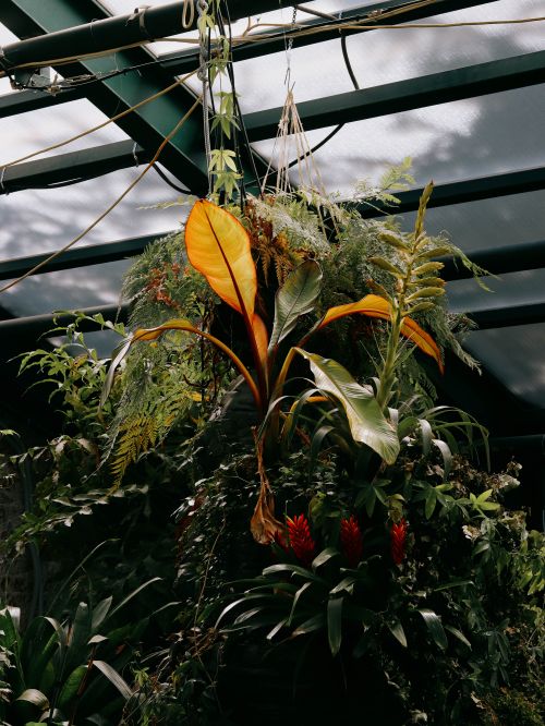 Free Vibrant green and orange foliage hanging in a lush greenhouse environment. Stock Photo