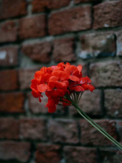 A Red Flowers in Full Bloom