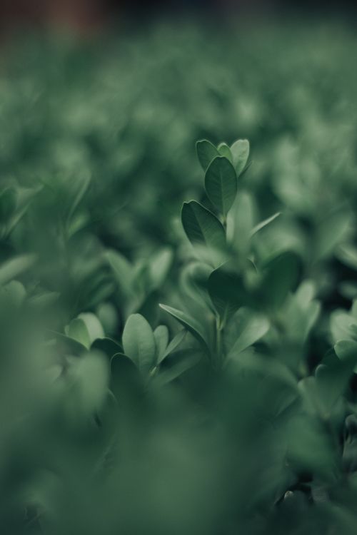 Free Close-up of green leaves in natural light with a soft focus effect, emphasizing texture. Stock Photo