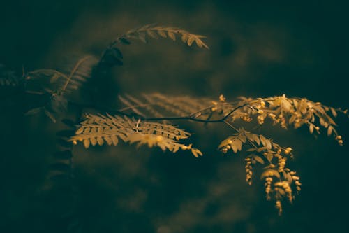 Green Leaves of a Plant in Close-up Photography