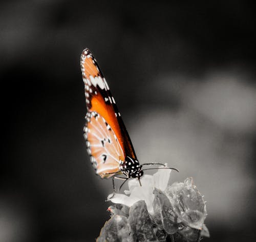 Kostenloses Stock Foto zu adobe photoshop, canon, schmetterling