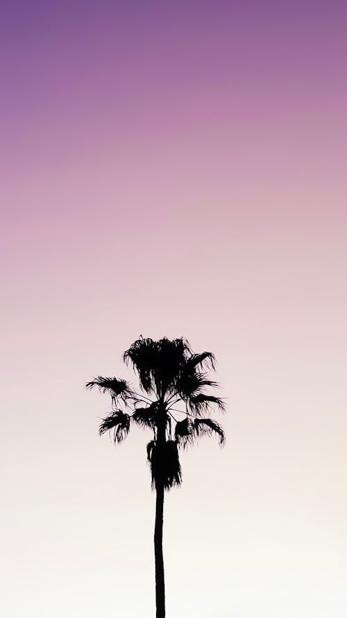 Silhouette of Palm Tree Under Purple Sky