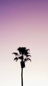 A serene silhouette of a tall palm tree set against a vibrant purple sky at twilight.