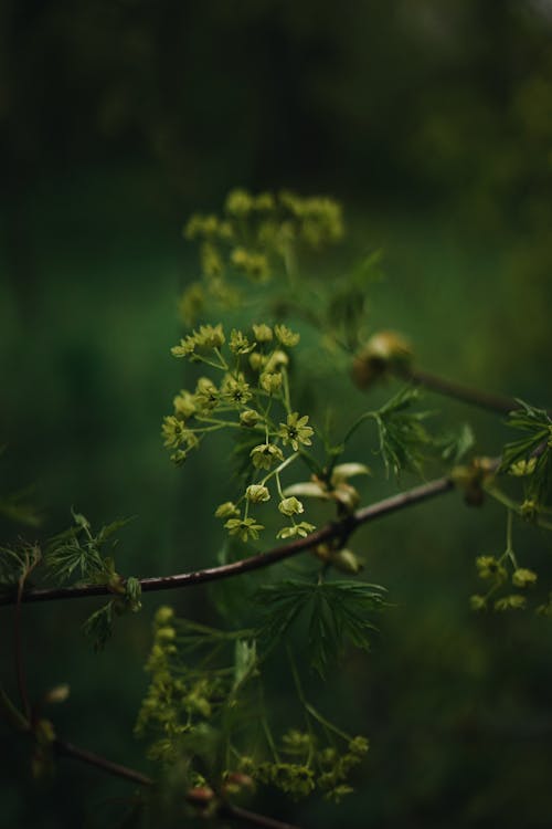 Základová fotografie zdarma na téma čerstvý, flóra, jemný