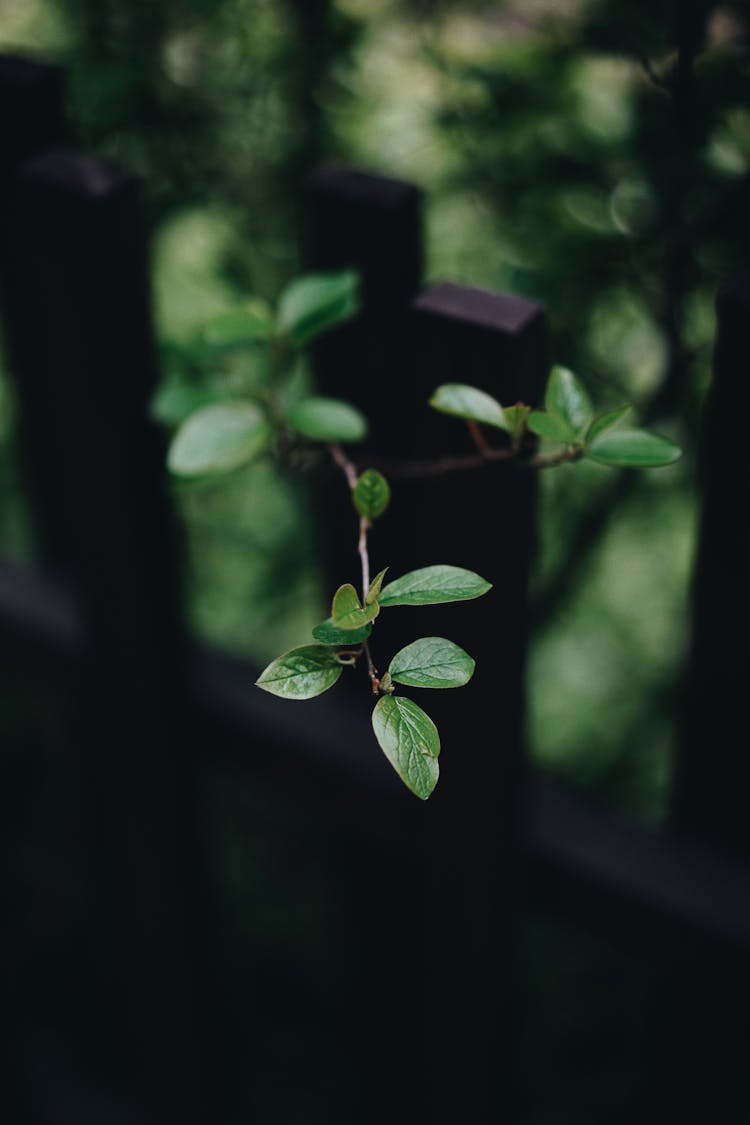 Small Twig Of Green Shrub