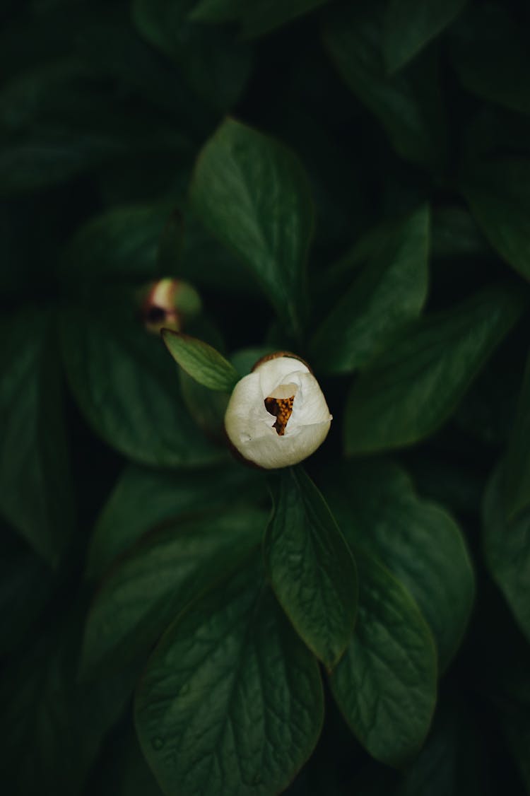 Top View Of Budding Flower