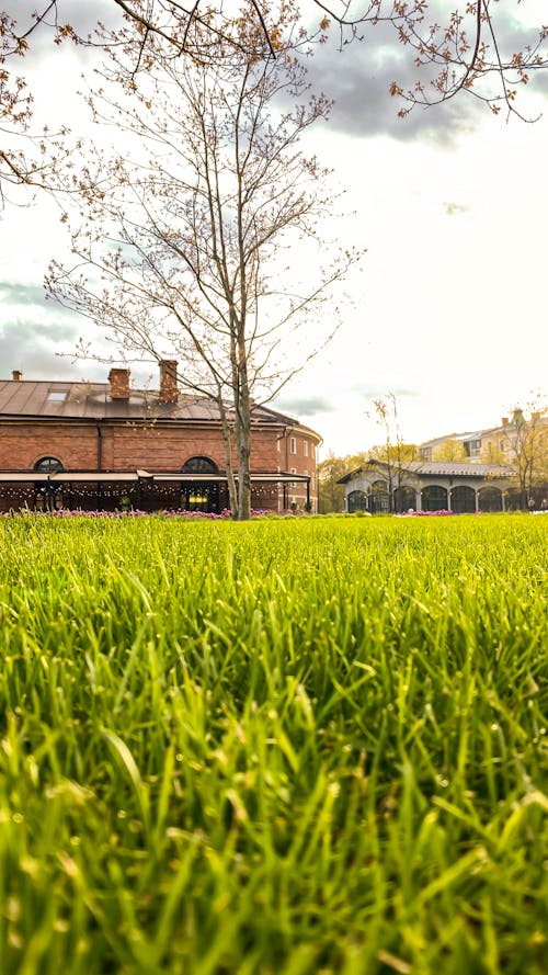 Grass Growing in City