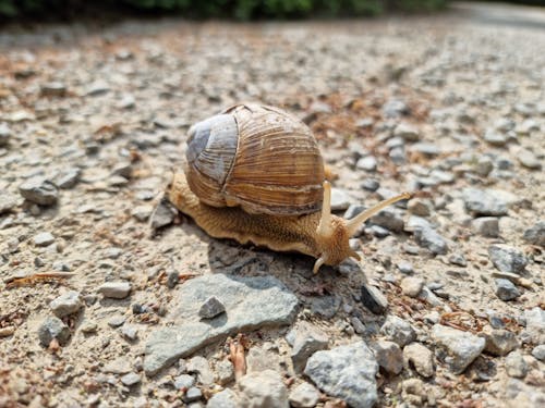 A Brown Snail Crawling on Rocky Ground