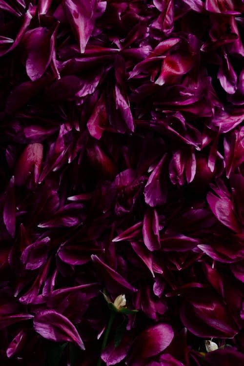 Dark Purple Flower Petals 