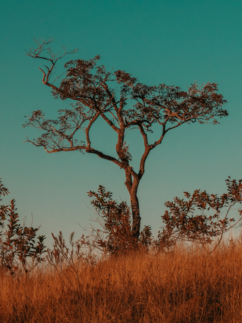 Free A solitary tree stands amidst dry grass in Lapinha Da Serra, Brazil. Stock Photo