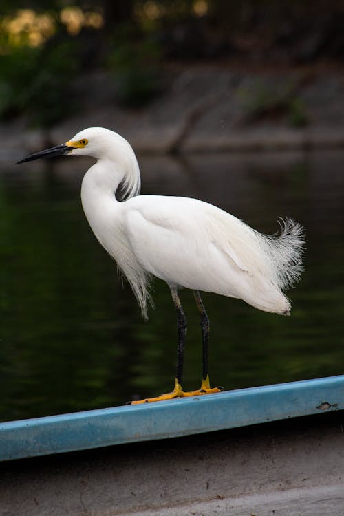 Free Close-Up Shot of an Egret  Stock Photo