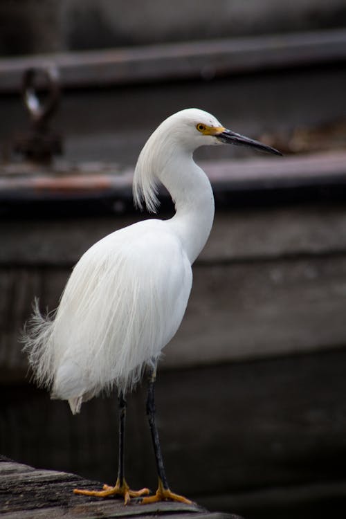 Free Close-Up of an Egret  Stock Photo