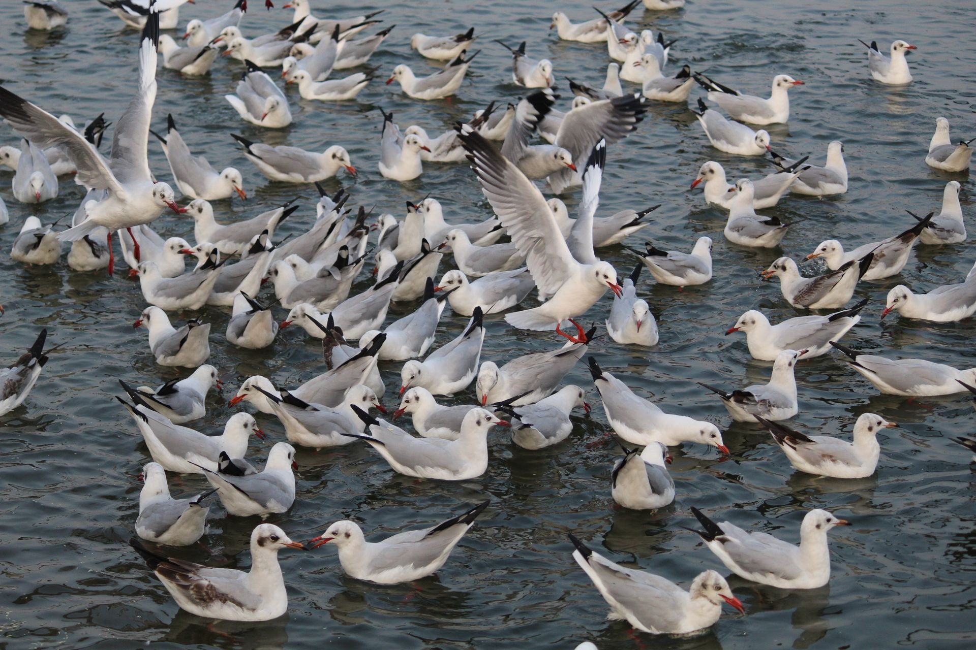 A vibrant flock of seagulls actively flying and swimming over a lake in Surat, India.