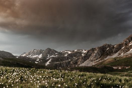 Vast Montenegro mountain landscape with dramatic skies and white flowers in the foreground.