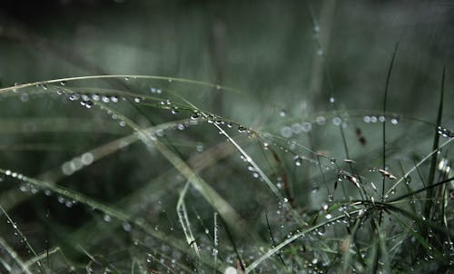 Fotografi Fokus Dangkal Rumput Hijau