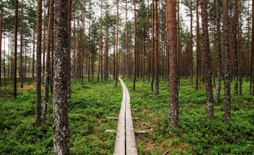 森林裡的木製通路的視圖