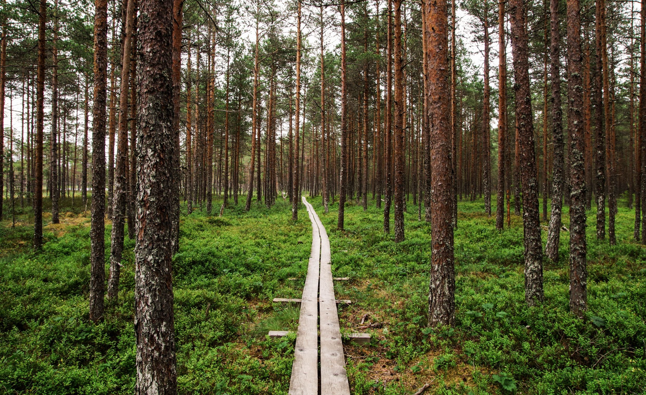 Path Inside A Tree View of Wooden Pathway Inside Forest · Free Stock Photo