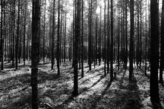 Black and white image of a serene forest scene with tall trees casting shadows.