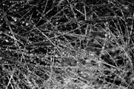 露珠点缀的蜘蛛网复杂特写，着重展现其自然纹理与图案