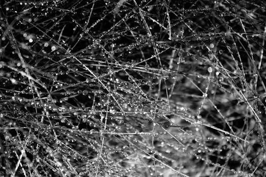 露珠点缀的蜘蛛网复杂特写，着重展现其自然纹理与图案