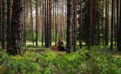 Finnish forest