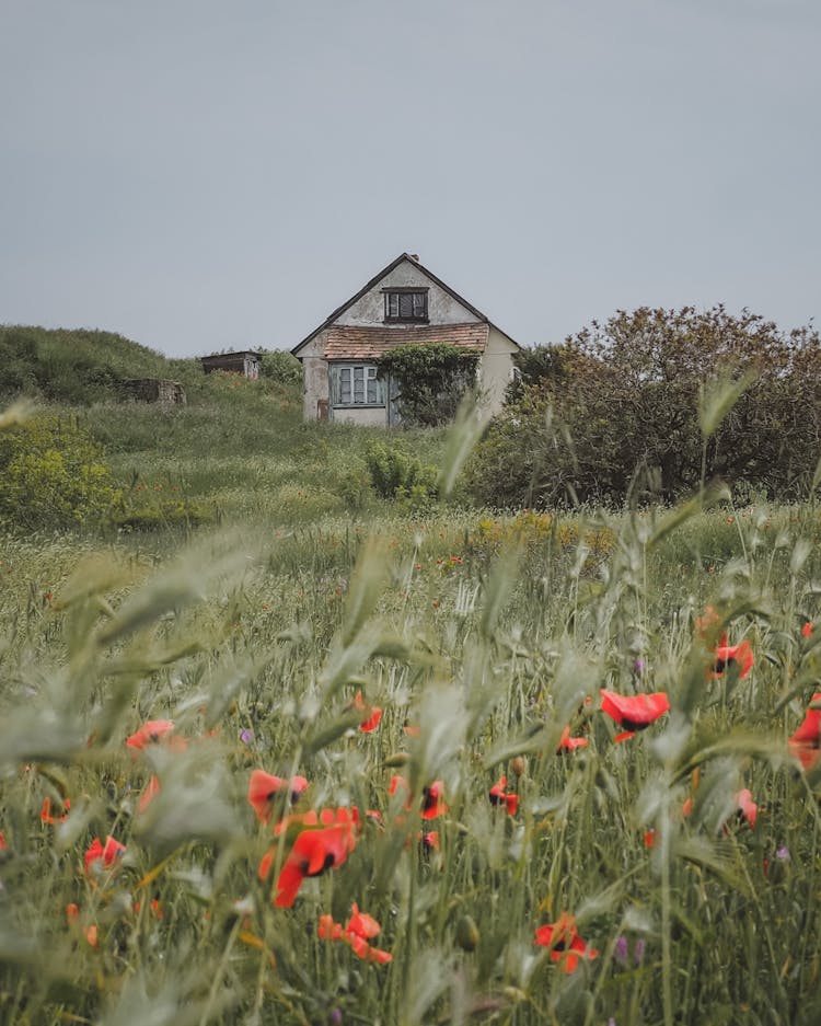 House In Countryside In Summer