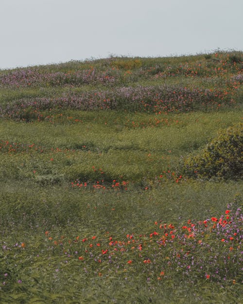 Základová fotografie zdarma na téma flóra, hřiště, kopec