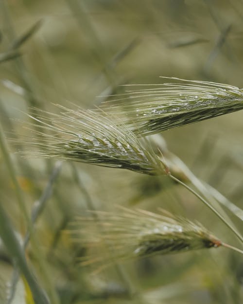 Close-up of Barley on a Field 