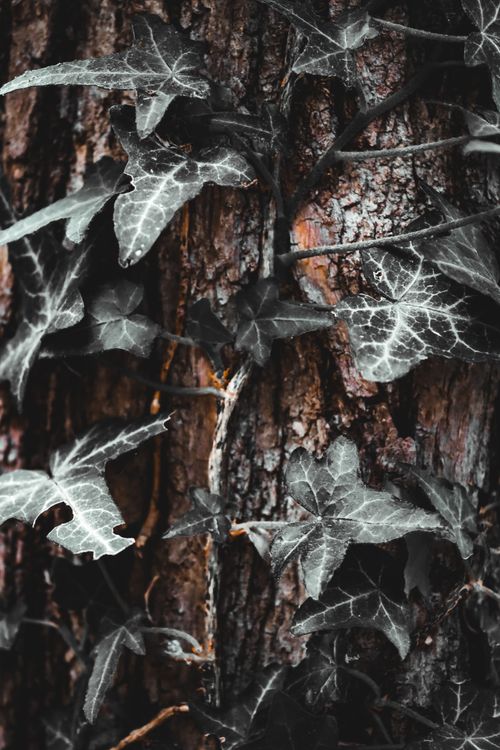 Free Detailed close-up of ivy leaves growing on tree bark, showcasing nature's intricate textures. Stock Photo