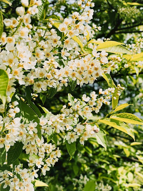 Prunus Padus Flowers
