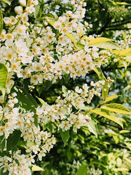 Exquisite close-up shot of blooming bird cherry flowers with lush green leaves, ideal for nature themes.
