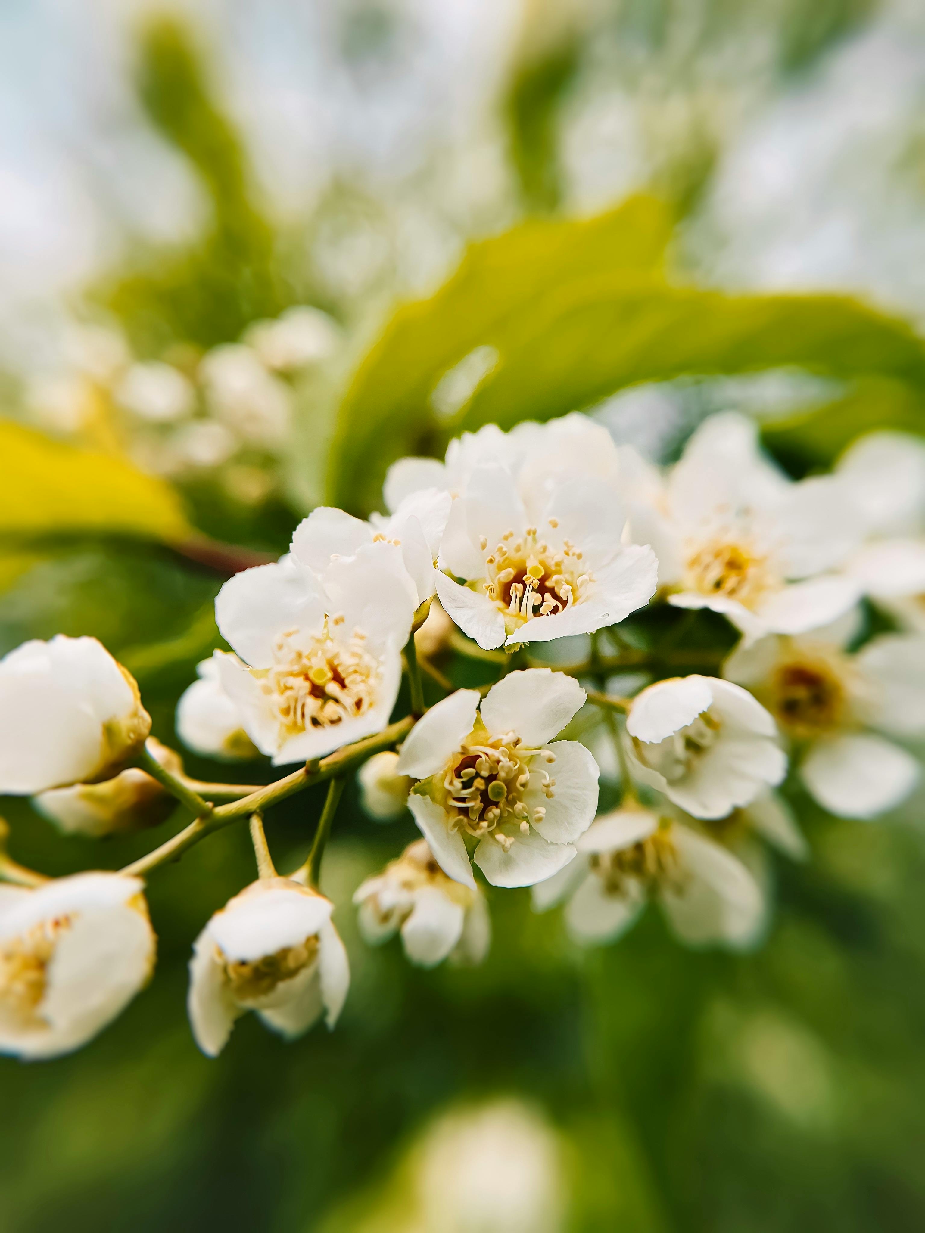 close up of jasmine flowers