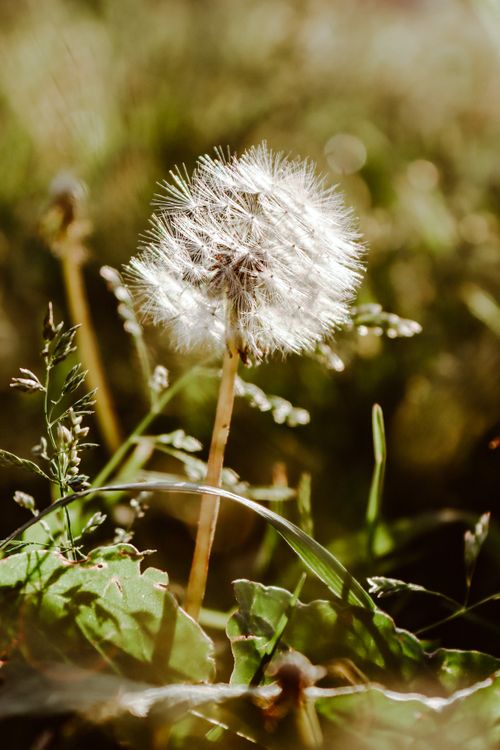 Free Close-up of a dandelion with seeds in a sunny meadow, highlighting nature's beauty. Stock Photo