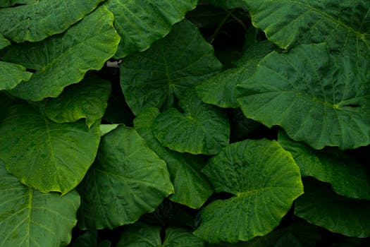 Lush green leaves with raindrops, showcasing nature's beauty and freshness.