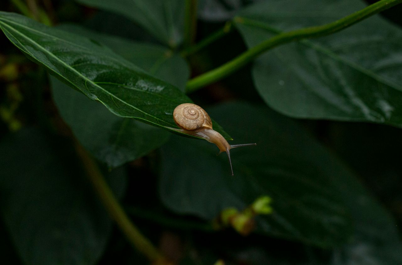 a detailed shot of a snail perched on a lush green leaf in a natural s