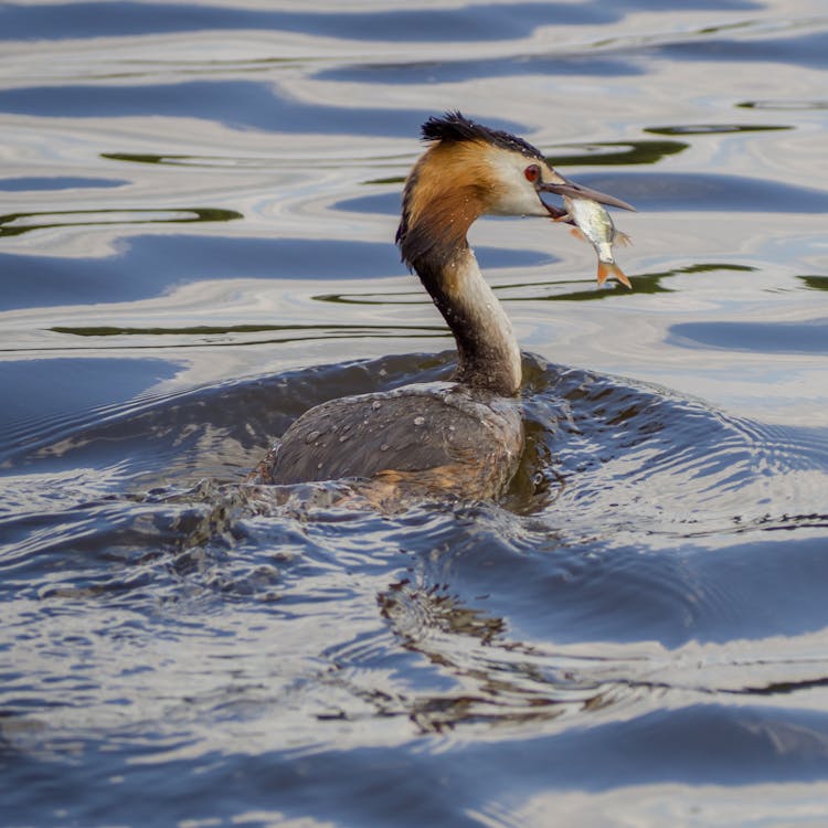 A Bird With A Fish 