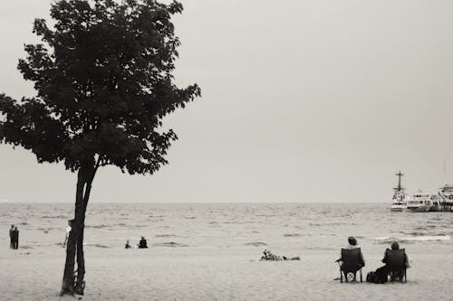 Free stock photo of sea, tree