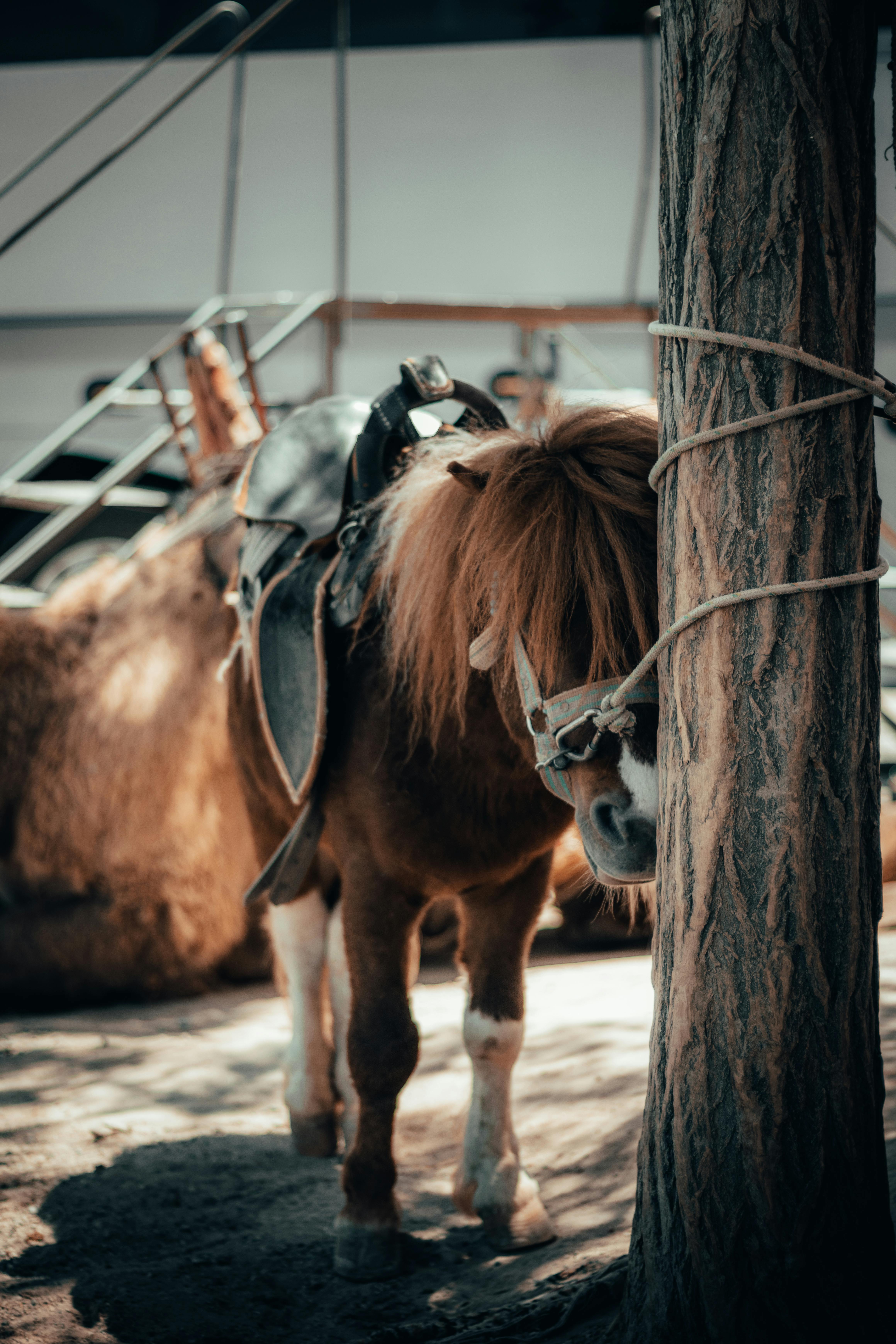 What bet pays the most in horse racing?