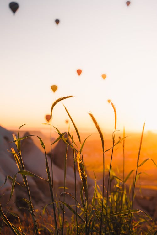 Grass with Hot Air Balloons in Background at Golden Sunset