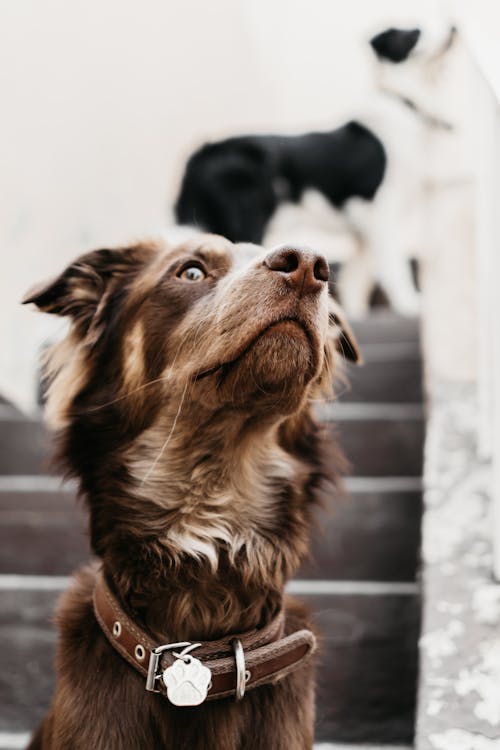 Close-Up Photo of Brown Dog