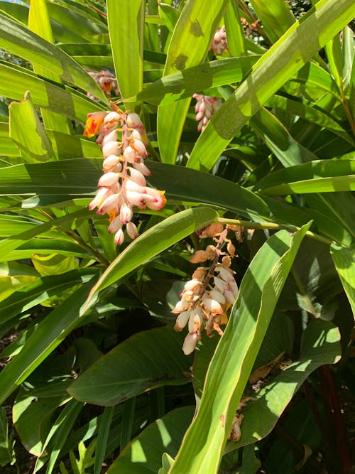 Tropical Foliage with Flowers